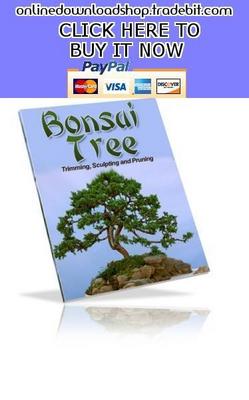 Product picture Bonsai Tree